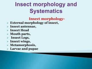 Insects Ppt