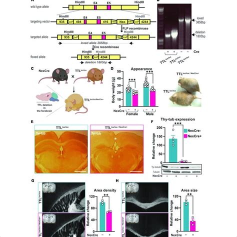 Generation Of A Ttl Conditional Knock Out Mouse Line A A Schematic