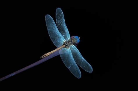 16 Blue Dragonfly Meanings: What Do They Symbolize? | UniGuide