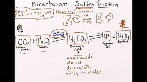 Bicarbonate Buffer System Youtube