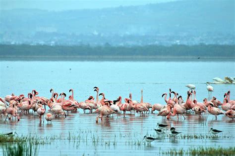 What to see and do in Lake Nakuru, Kenya