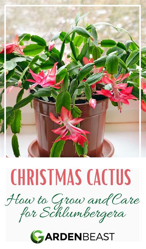 Guide To Schlumbergera How To Grow And Care For The “christmas Cactus” Christmas Cactus Plant