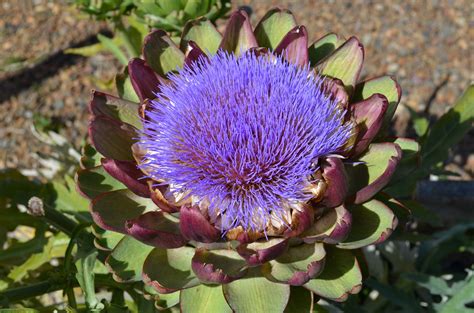 Free Images Purple Petal Food Produce Vegetable Fresh Botany