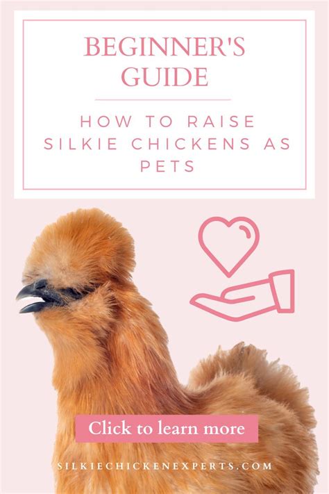 Beginner S Guide To Raising Silkie Chickens As Pets Silkie Chickens