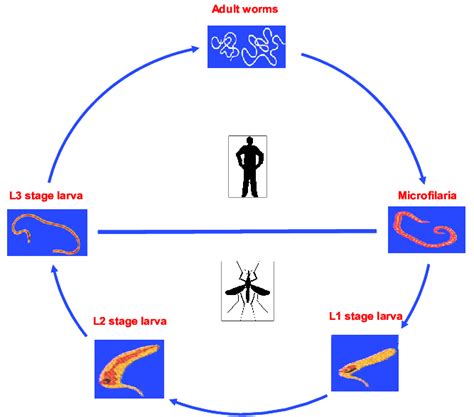 Life Cycle Of Wuchereria Bancrofti Download Scientific Diagram