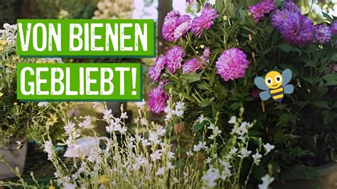 Bienenfreundliche Balkon Pflanzen Lena Achen