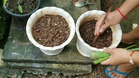 Simple Method Propagate Bell Peppers With Aloe Vera Growing Bell