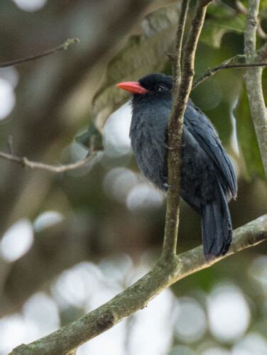 Black Fronted Nunbird Passerine Owen Deutsch Photography