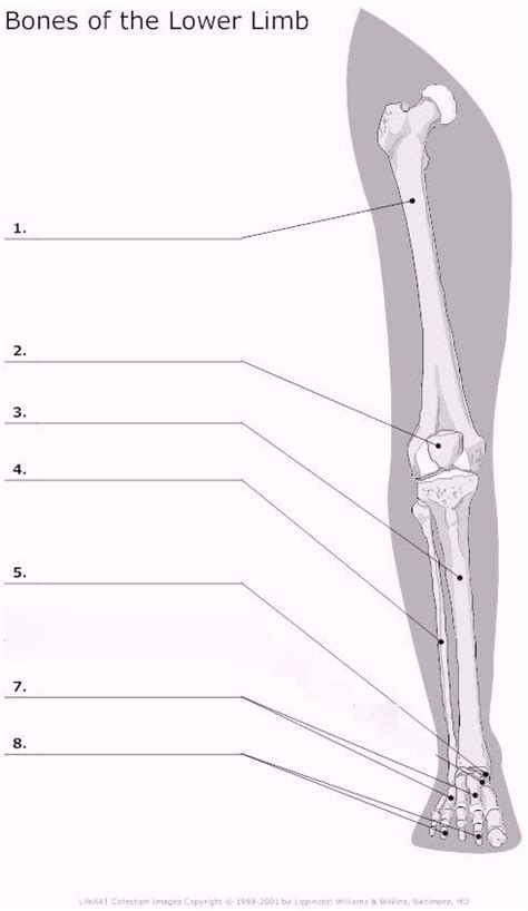 Anatomy Lower Limb Diagram Quizlet