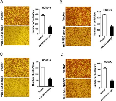 Mir Depletion Suppresses Ovarian Cancer Cells Migration And