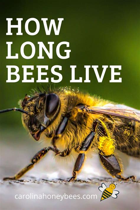 How Long Do Bees Live A Guide To Honeybee Lifespan Carolina Honeybees