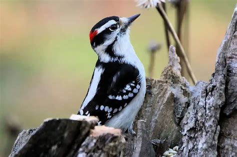 The Species Of Woodpeckers In Michigan Fotos Never Thought About That