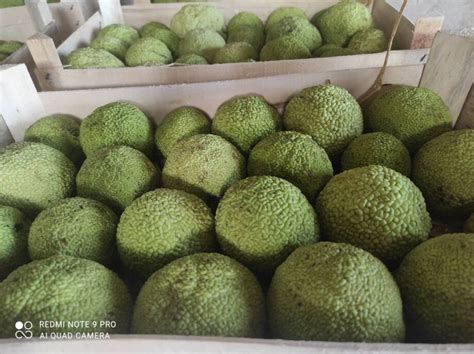 Maclura pomifera – maklura - Rasadnik Novi Sad - Yuflor
