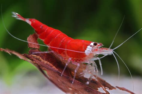 Caridina Logemanni Super Crystal Red Gamba Enana De Agua Dulce