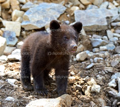 Little Bear Stock Photo by ©kyslynskyy 27003047