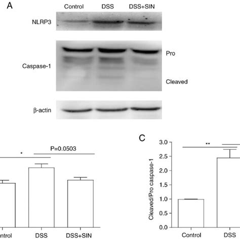 SIN Inhibits DSS Induced NLRP3 Inflammasome Activation A Expression