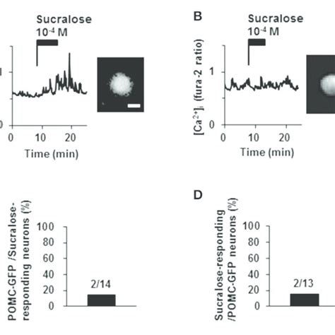 Expression Of C Fos On Pomc Neurons After Intracerebroventricular