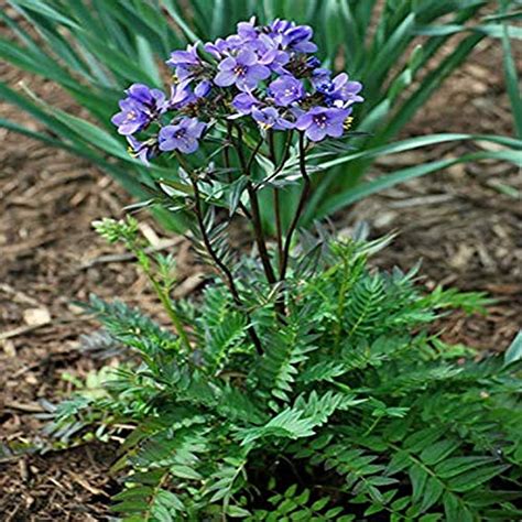 Perennial Farm Marketplace Polemonium c. Bressingham Purple Jacobs