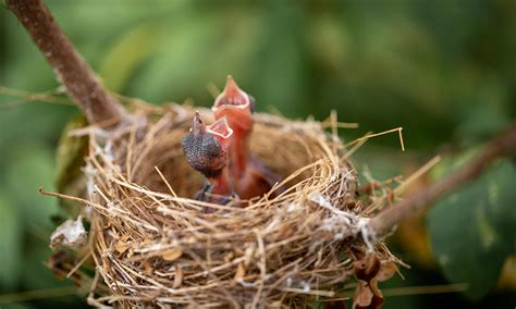 Home Backyard Birds