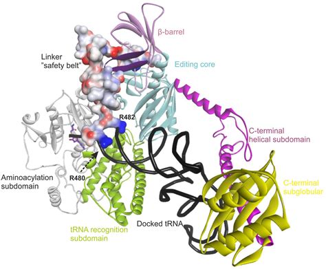 Frontiers Structural Modeling Of Tissue Specific Mitochondrial Alanyl