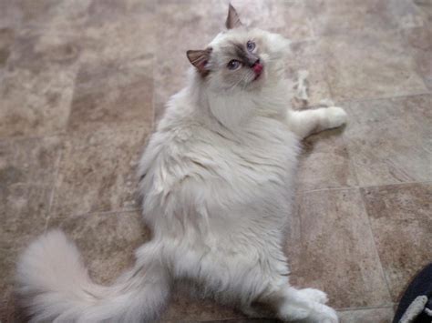 Jupiter Pinkerton Ragdolls
