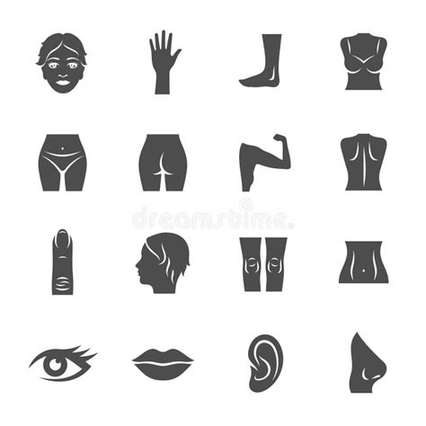 Body Parts Stock Vector Illustration Of Health Cosmetology 97219550