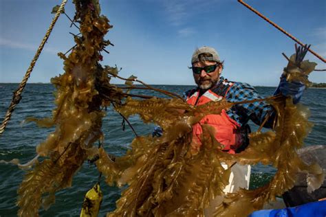 Climat Dans le Maine les pêcheurs de homards se reconvertissent dans