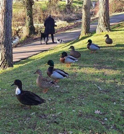 Sara Cadman On Twitter RT Honkflap At Last Someone Got Their Ducks