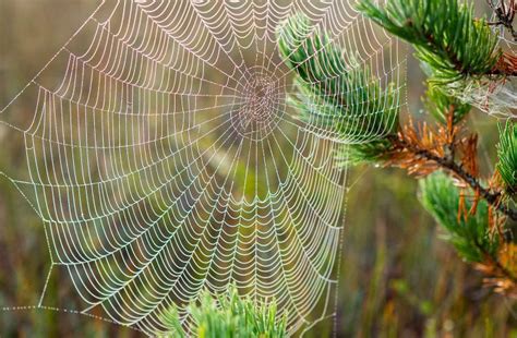 What is a Habitat? Types of Habitats and Their Biodiversity