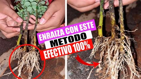 Guía Completa Para Fertilizar Tus Plantas De Manera Efectiva Consejos