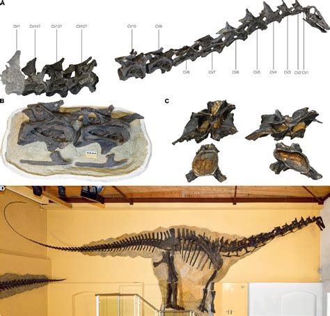 Frontiers Topology Based Three Dimensional Reconstruction Of Delicate