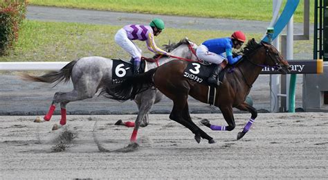 【ヤマボウシ賞】コンバスチョンがダート7fで連勝｜競馬ニュース｜競馬予想のウマニティ