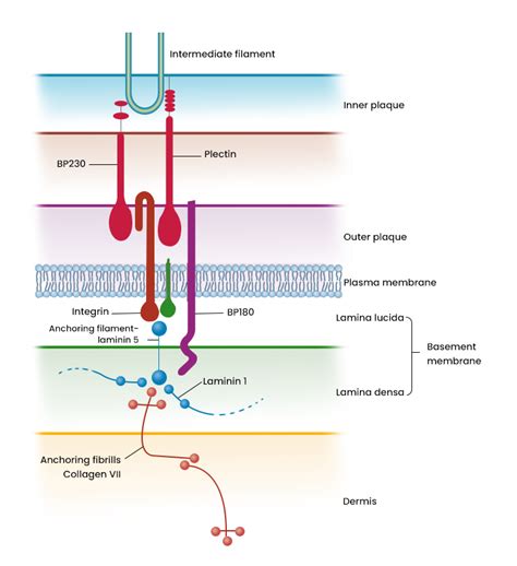 Hemidesmosomes - Overview, Structure, Functions, FAQs