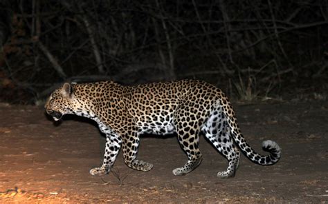 African Leopard Panthera Pardus Pardus Zoochat