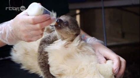 Un Paresseux Se Prend D Affection Pour Un Ours En Peluche Rtbf Be