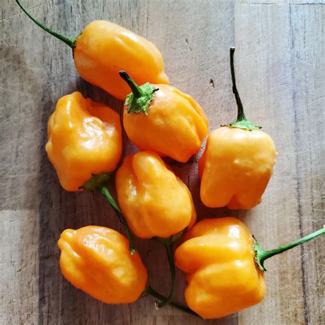 Aji Mango Heirloom Seedhouse