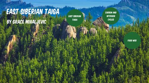 East Siberian Taiga by Grace Mihaljevic on Prezi