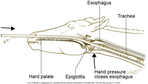 Equine Surgical Procedures Exam Flashcards Quizlet