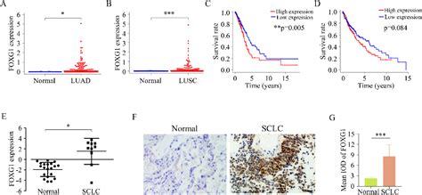 Foxg1 Regulates The Proliferation And Apoptosis Of Human Lung Cancer