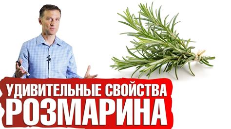 Польза розмарина для здоровья - YouTube