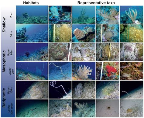 Los Arrecifes De Aguas Profundas Son Espectaculares Y Apenas Explorados