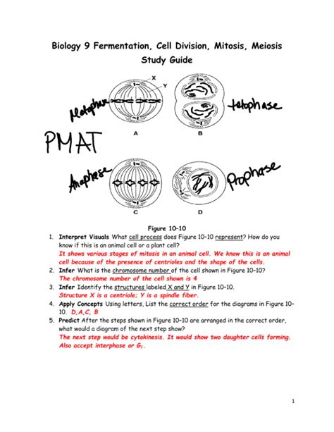 Pmat Mitosis Stages - animaisdebem