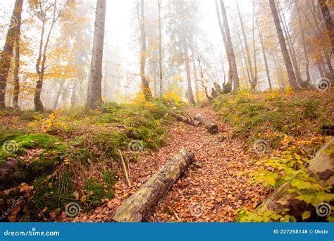 De Grote Oude Eikenboom In Het Herfstbos Stock Foto Image Of Park