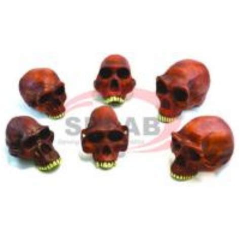 PREHISTORIC MAN SKULL Â€“ SET OF 6 – selabscientific