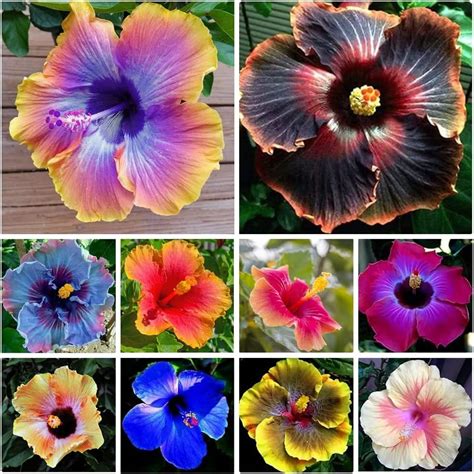 Mixed Hibiscus Flower Seeds For Planting Perennial Non Gmo Heirloom