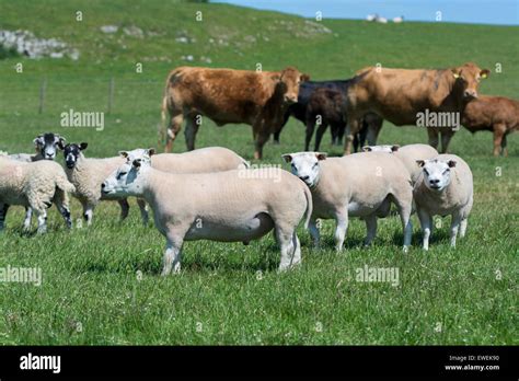 Vacas Y Ovejas En Este Campo Fotos E Im Genes De Stock Alamy