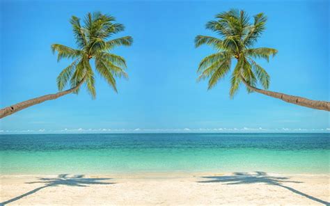 Tropical Island Palm Tree Wallpapers