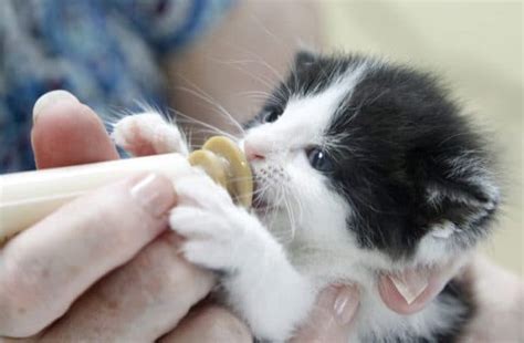 Чем кормить котенка до 1 месяца