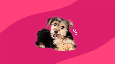 Famotidine Dosage For Dogs