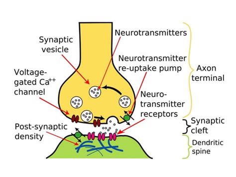 Synaptic integration, Types of synapses, EPSP and IPSP